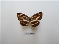 藏品(小環蛺蝶)的圖片